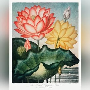 Lotus Blossom Art Print